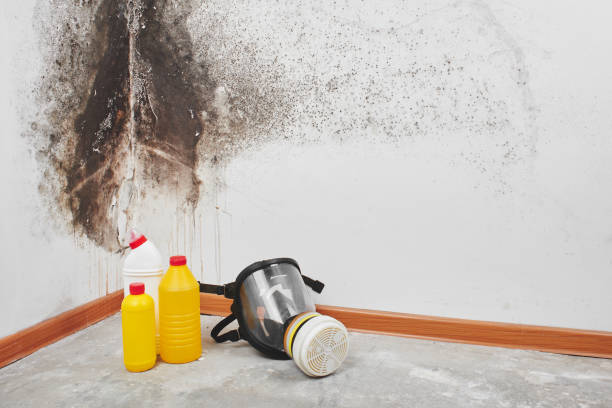 Best Mold Removal Process  in Marshfield, WI