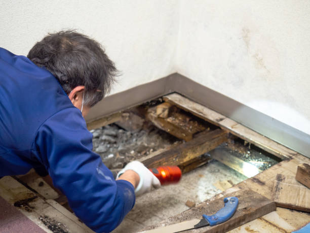 Best Professional Mold Removal  in Marshfield, WI