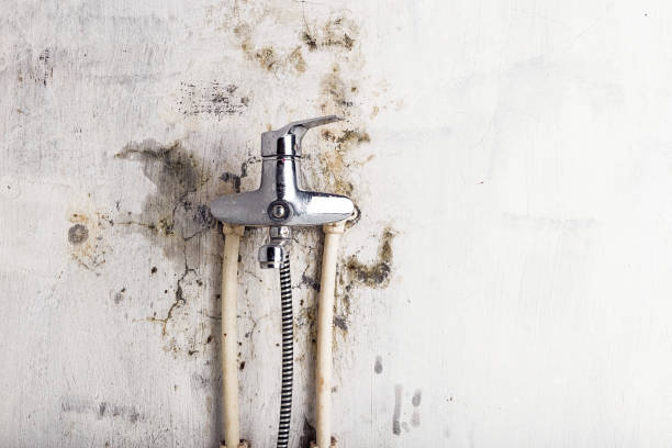 Best Fast Mold Removal  in Marshfield, WI