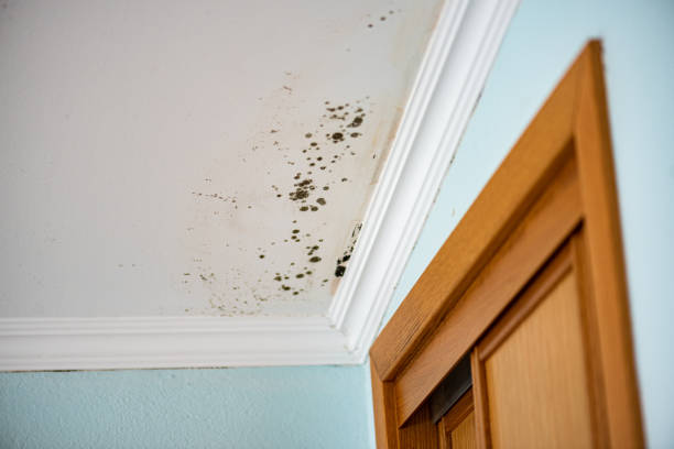 Best Mold Damage Repair  in Marshfield, WI