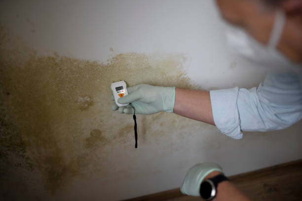 Best Certified Mold Removal  in Marshfield, WI