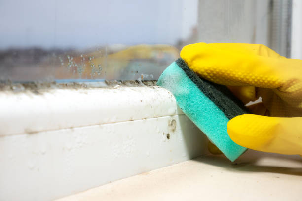 Best Toxic Mold Removal  in Marshfield, WI