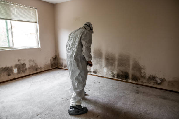 Best Mold Removal Near Me  in Marshfield, WI