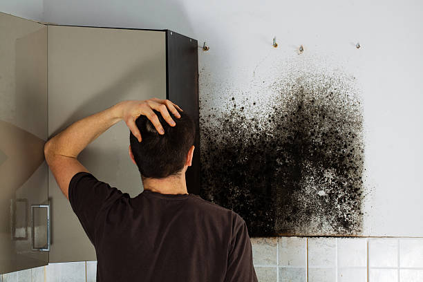 Best Residential Mold Removal  in Marshfield, WI